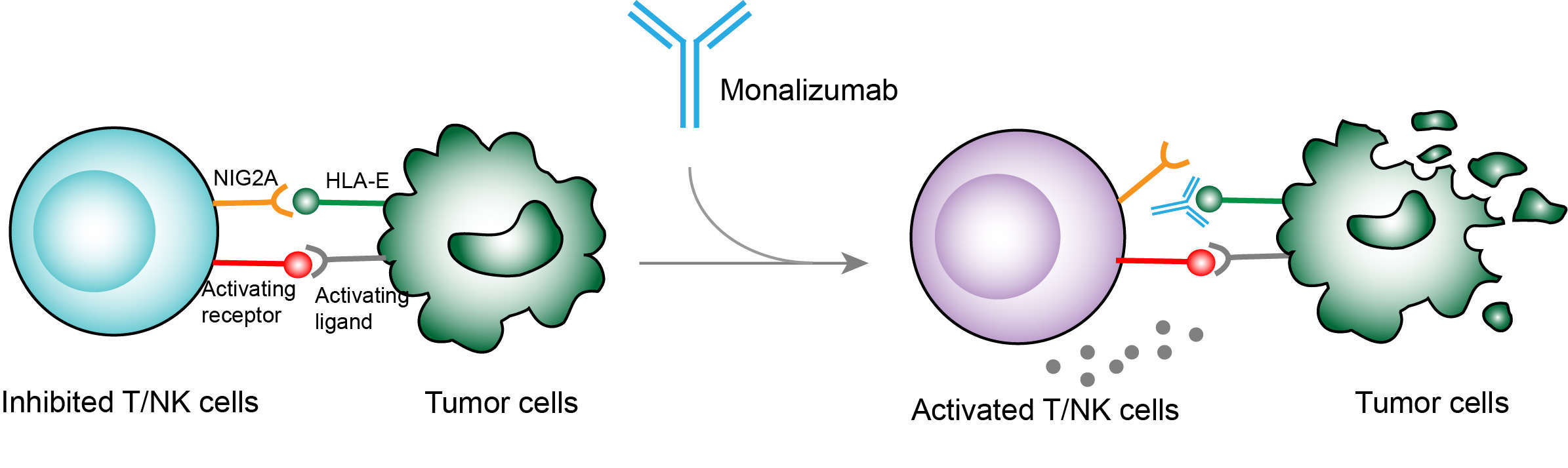 Mechanism of action of Monalizumab
