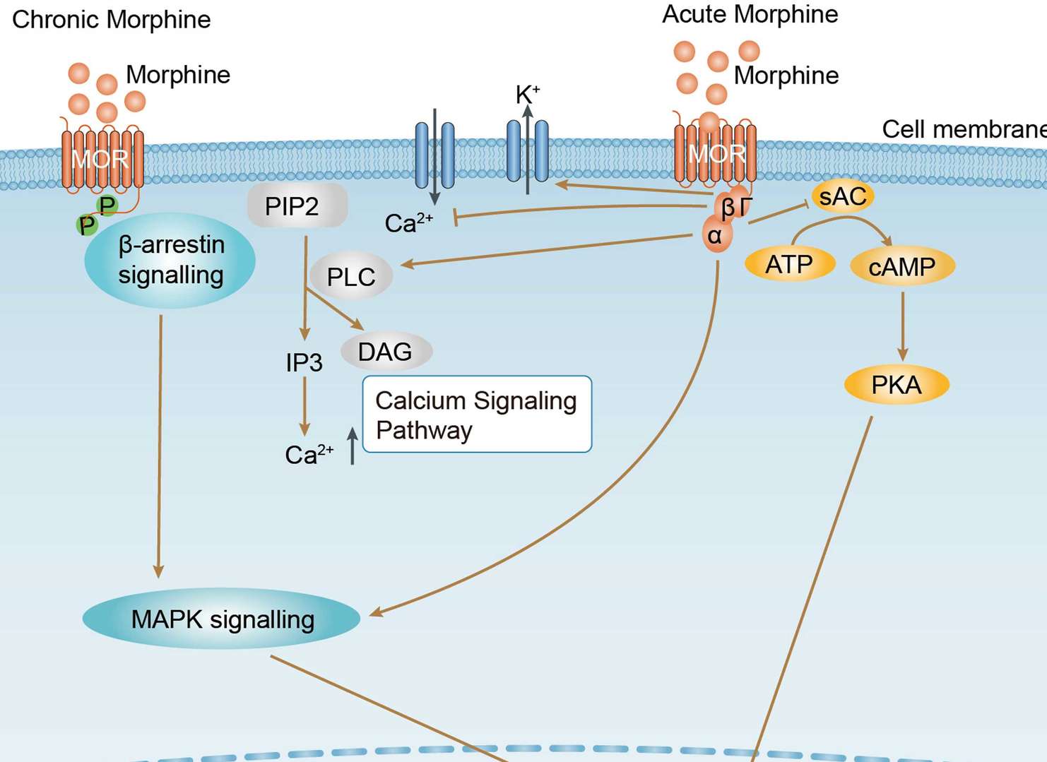 Morphine Addiction Overview - Pathways, Diagnosis, Targeted Therapies