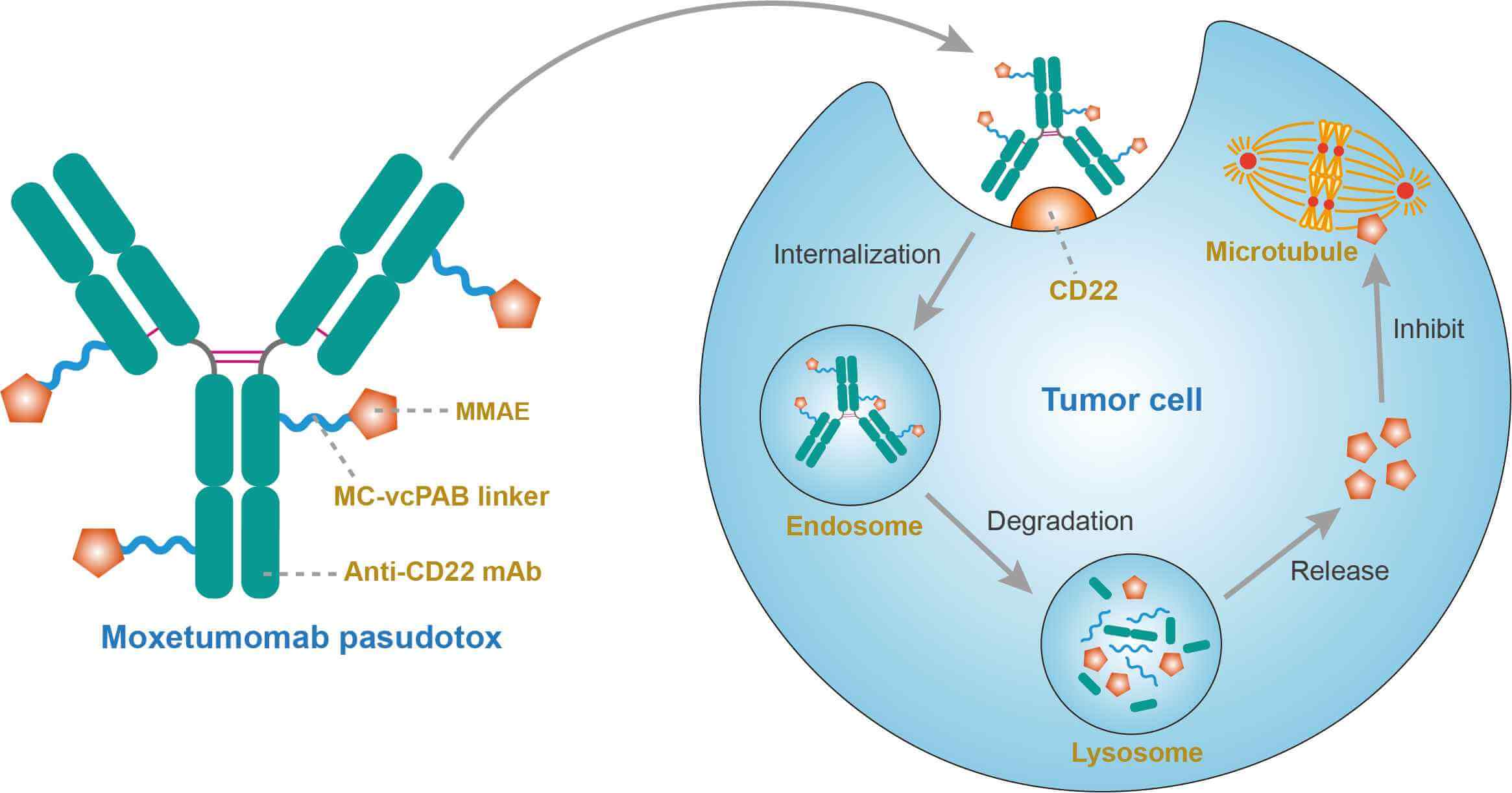 Mechanism of action of Moxetumomab Pasudotox