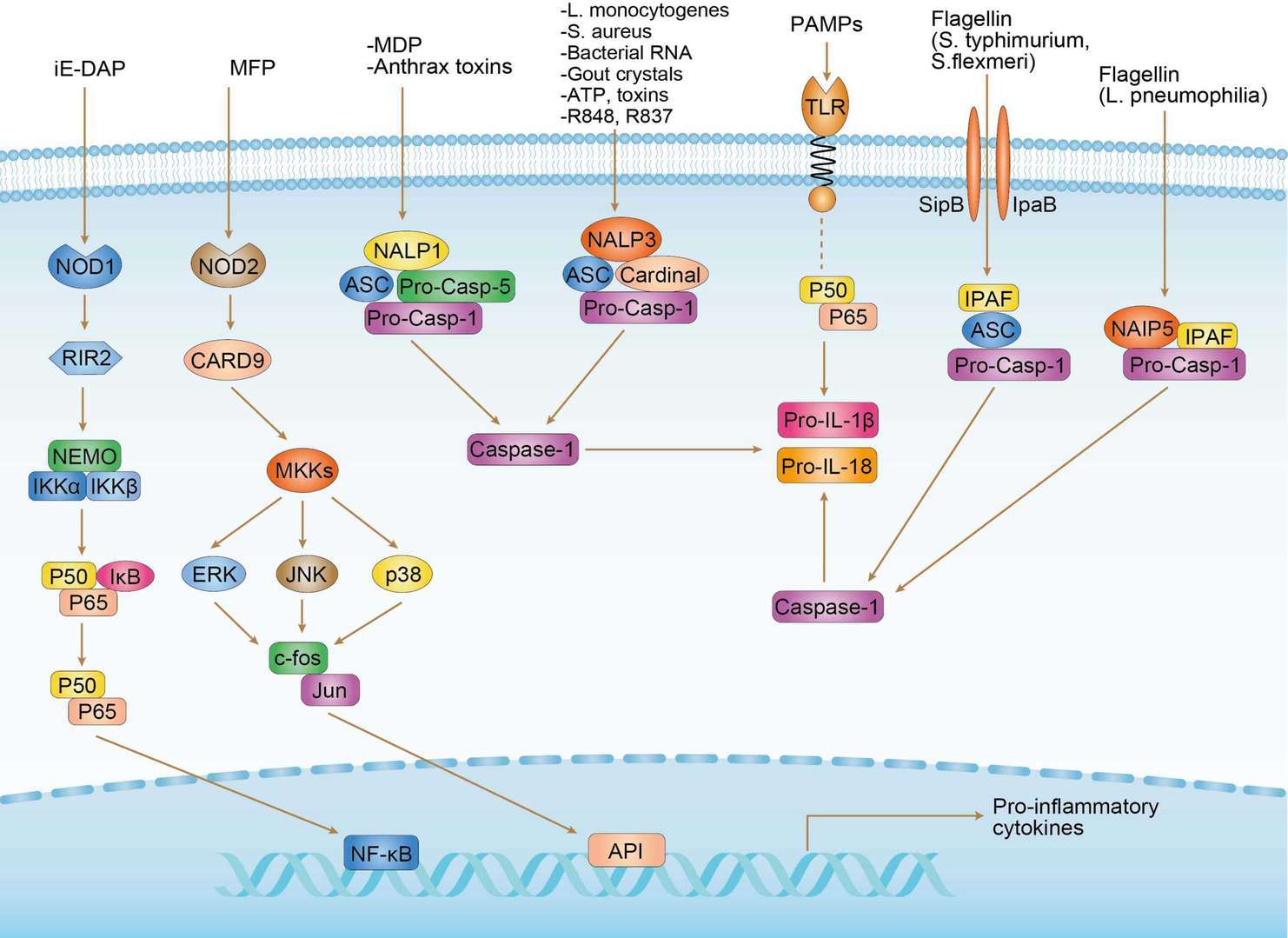 NLR Signaling Pathway