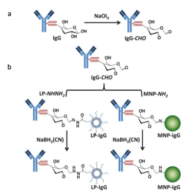 Nanocarriers 