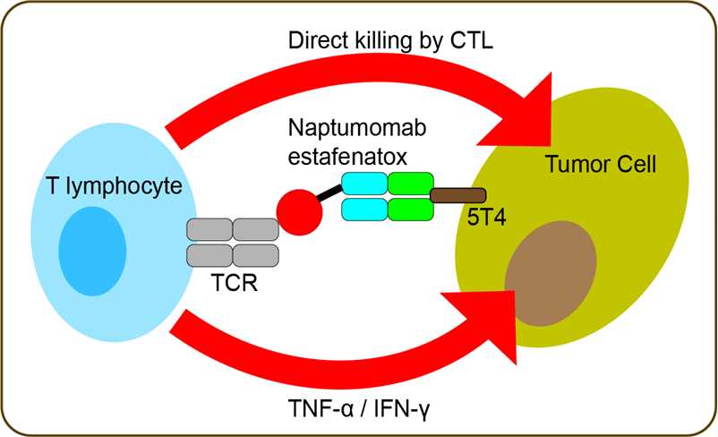 Mechanism of Action of Naptumomab Estafenatox