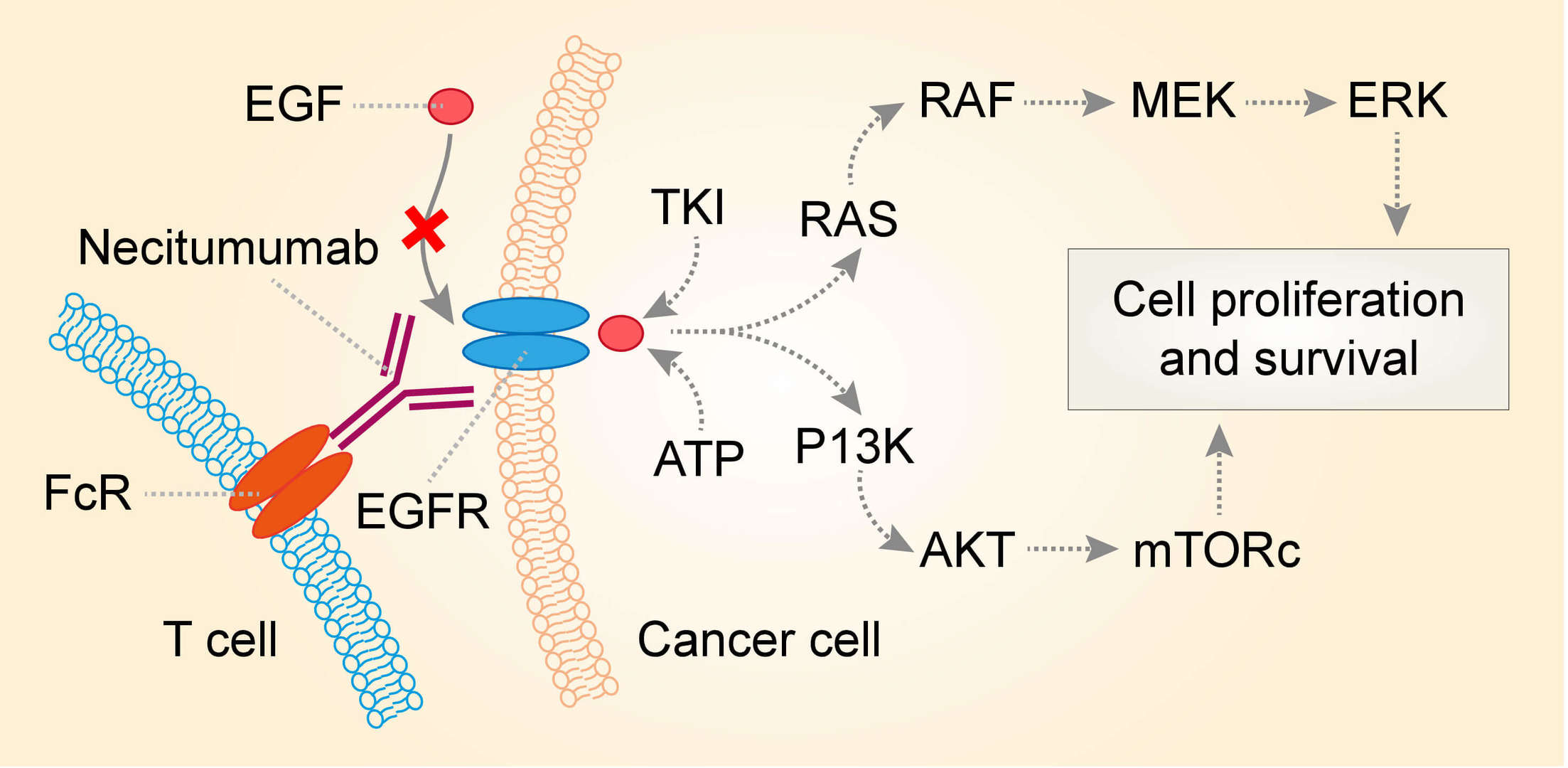 Mechanism of action of Necitumumab