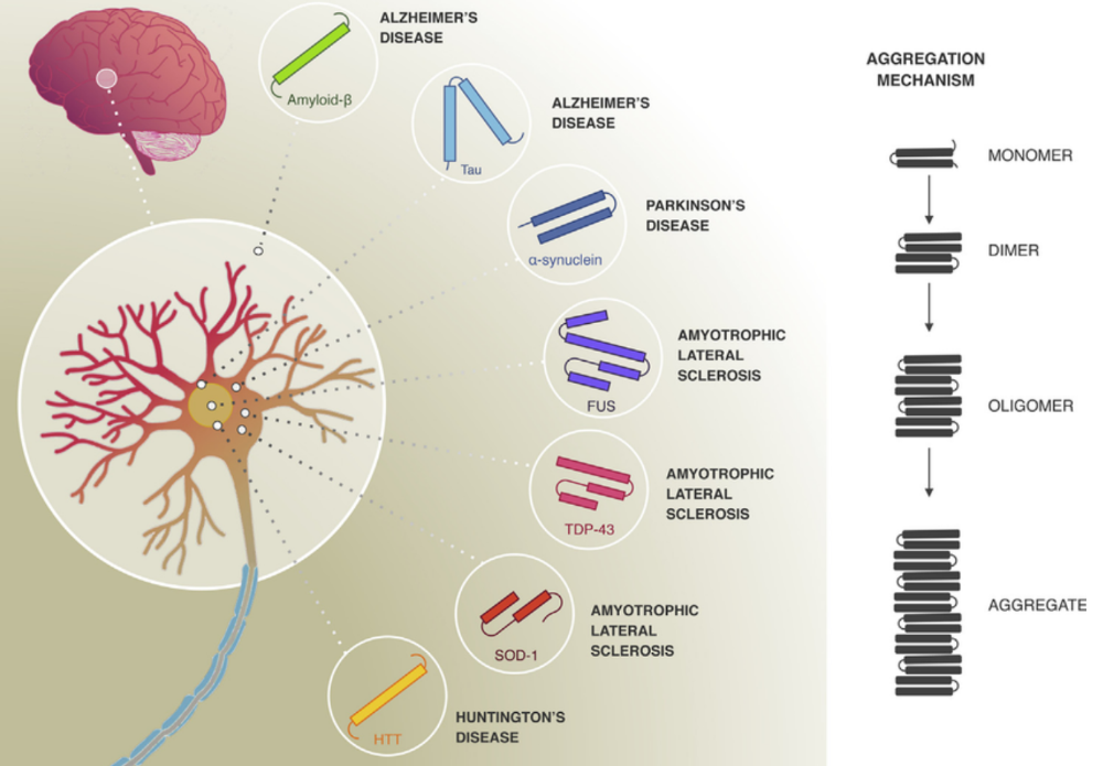 Neurodegenerative Diseases