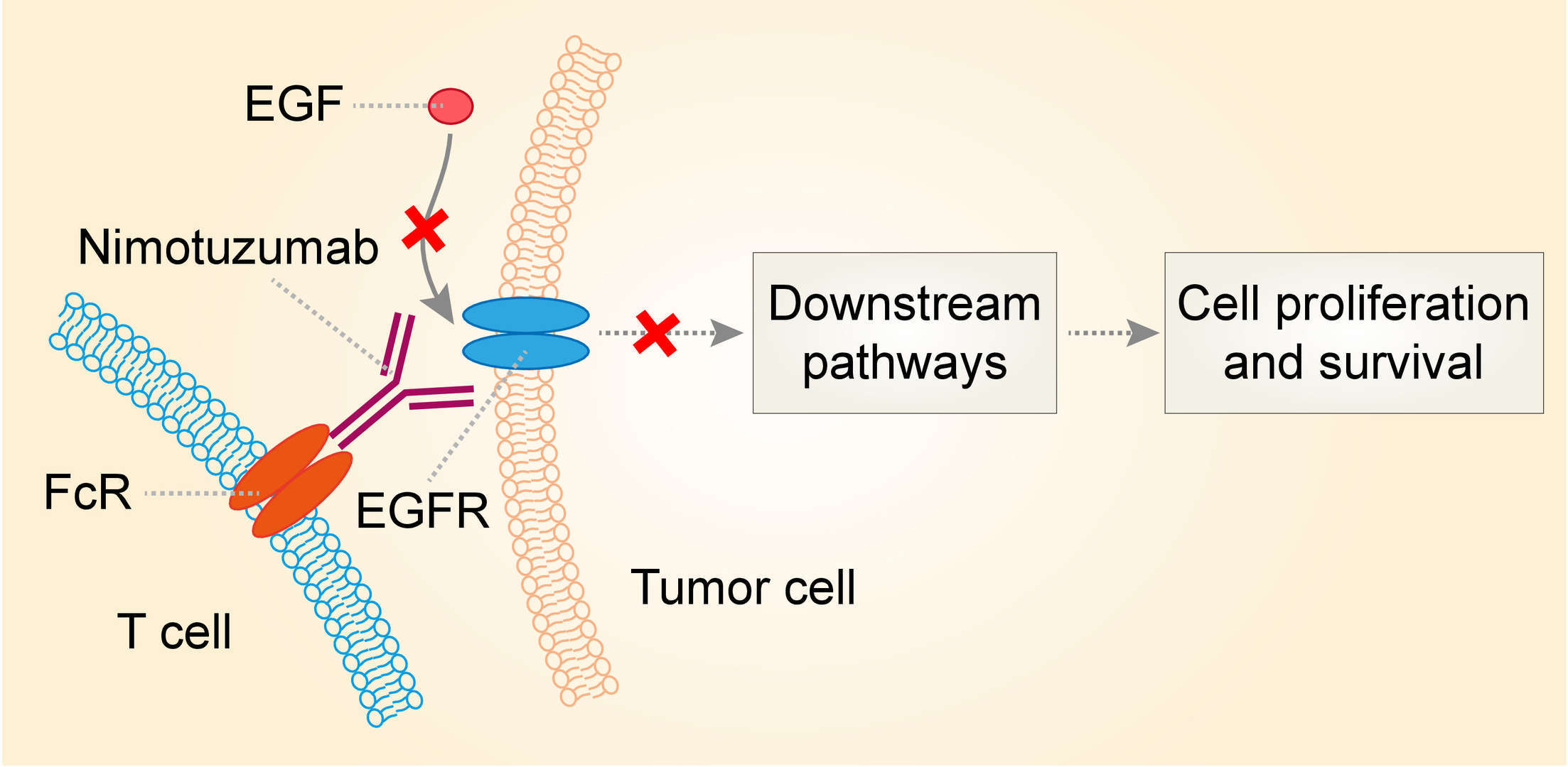 Mechanism of action of Nimotuzumab