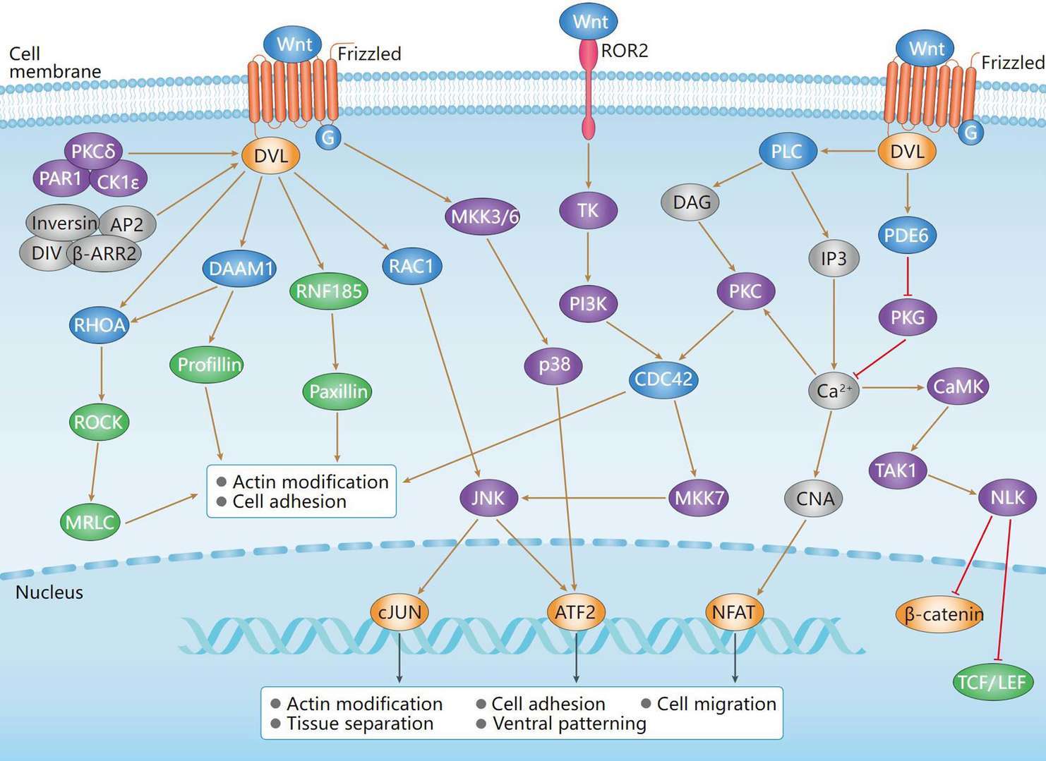 Non-Canonical Wnt Signaling Pathway