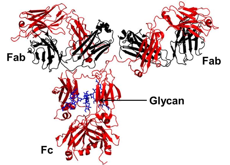 Non- or Simplified-Glycosylated Antibodies Service