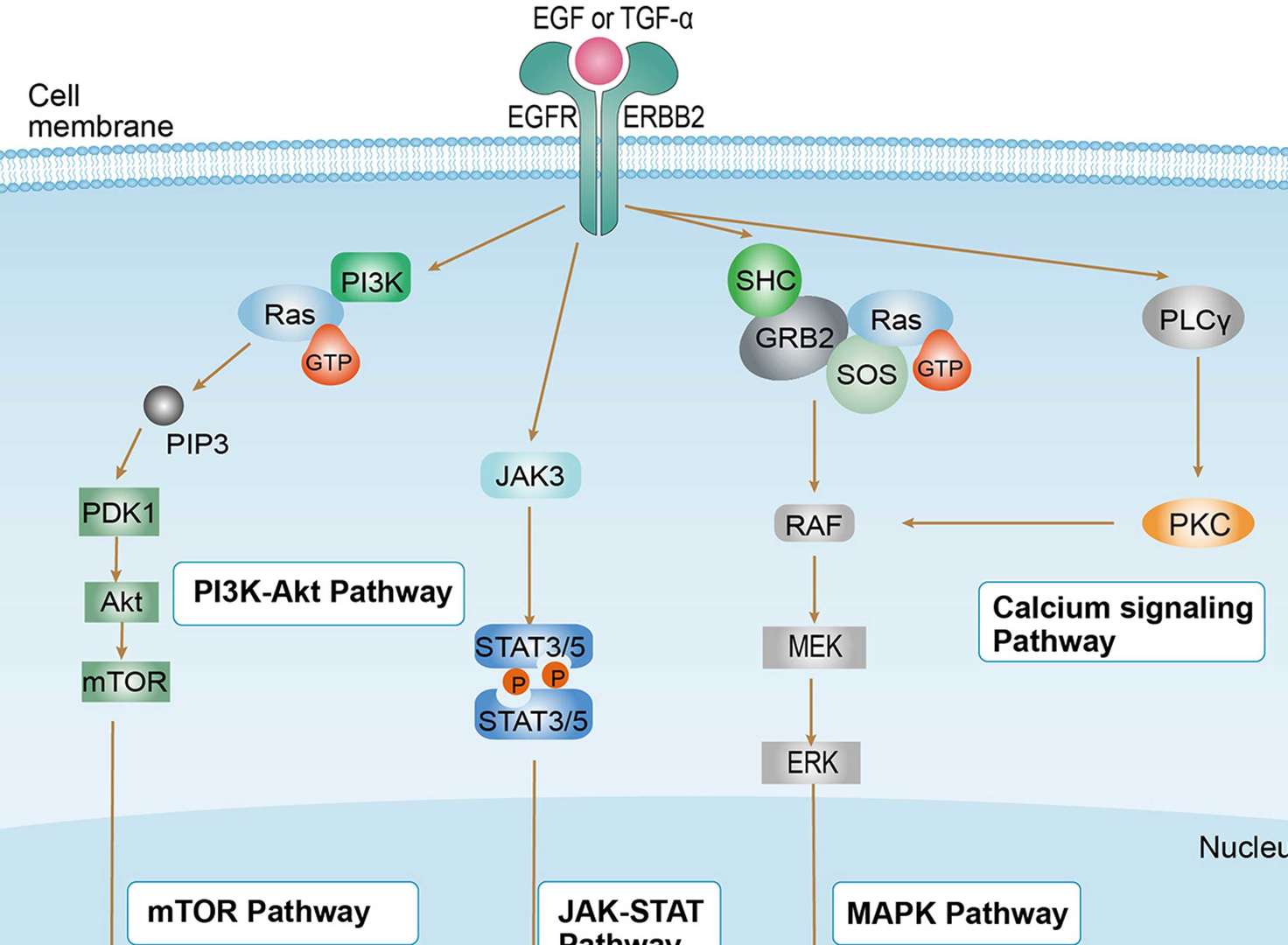 Non small Cell Lung Cancer Overview - Pathways, Diagnosis, Targeted Therapies