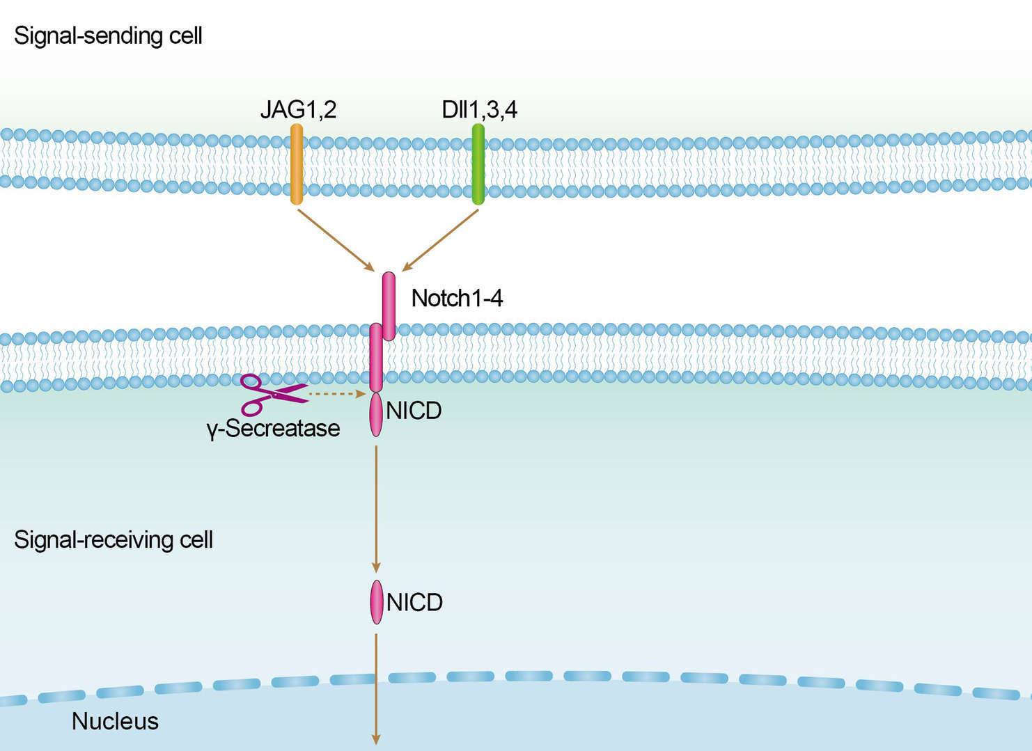 Notch Signaling Pathway