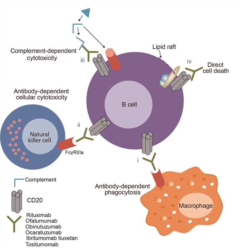 Mechanism of action of ocaratuzumab