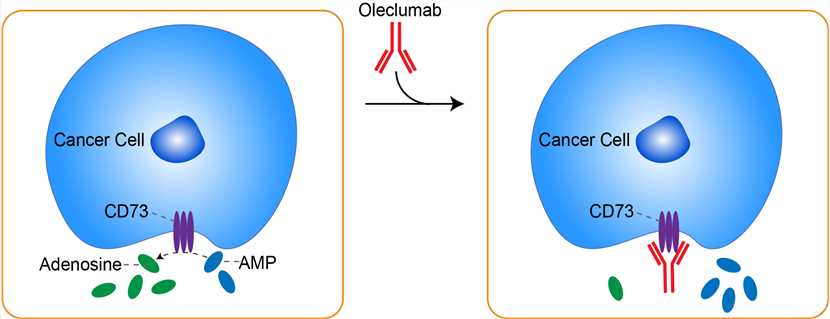 Mechanism of Action of Oleclumab