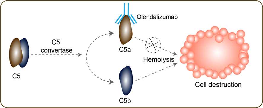 Mechanism of Action of Olendalizumab