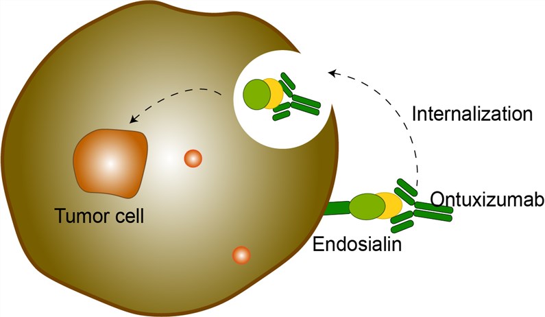 Mechanism of Action of Ontuxizumab