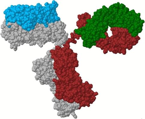 Orthogonal Fab bispecific antibody