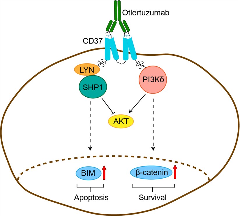 Mechanism of Action of Otlertuzumab