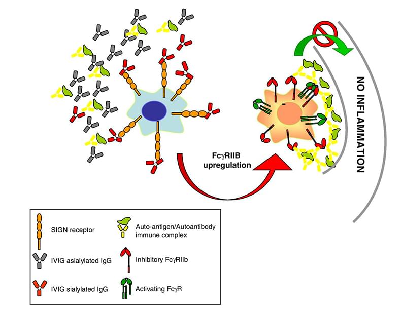 Over-or-De-Sialylated-Antibodies-Service