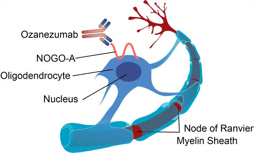 Mechanism of action of Ozanezumab