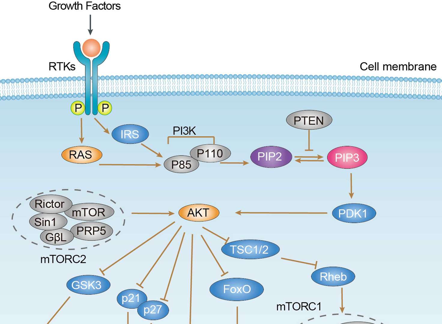 PI3K-Akt Signaling Pathway