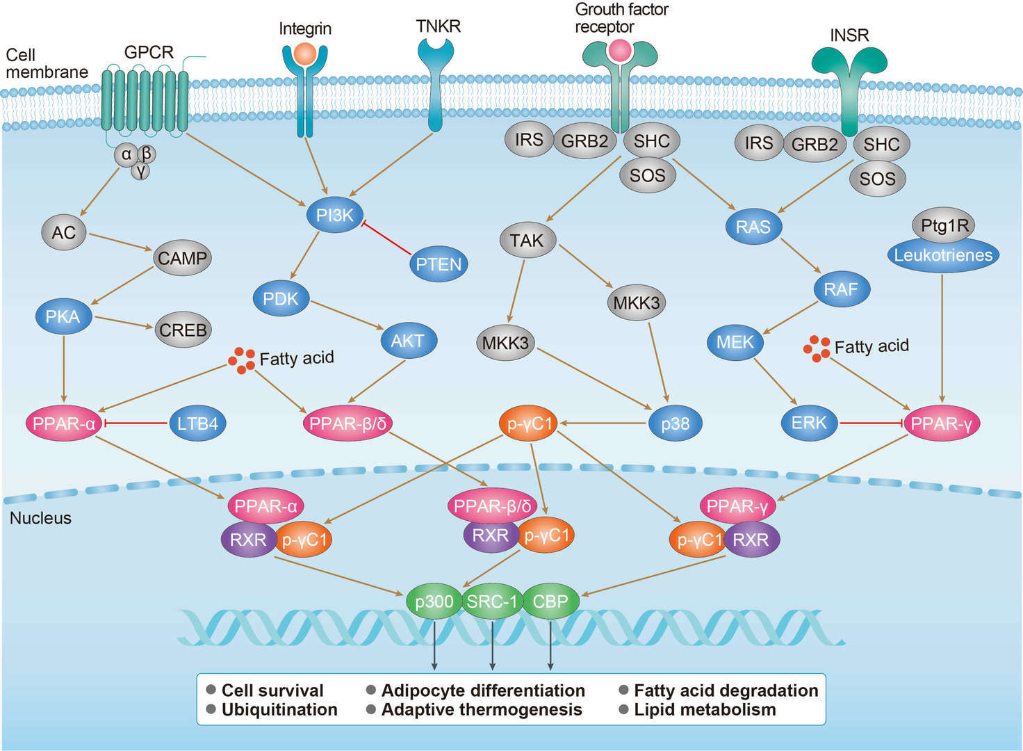 PPAR Signaling Pathway