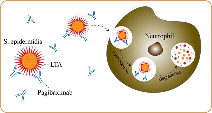 Mechanism of Action of Pagibaximab