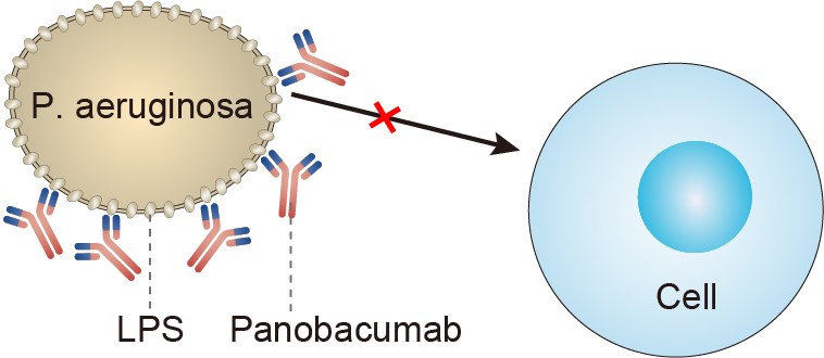 Mechanism of Action of Panobacumab