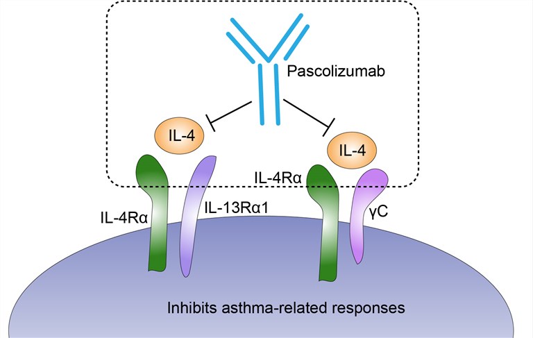 Mechanism of Action of Pascolizumab