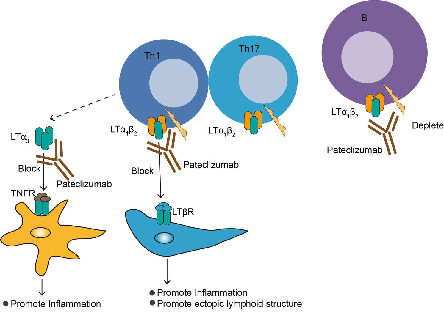 Mechanism of Action of Pateclizumab