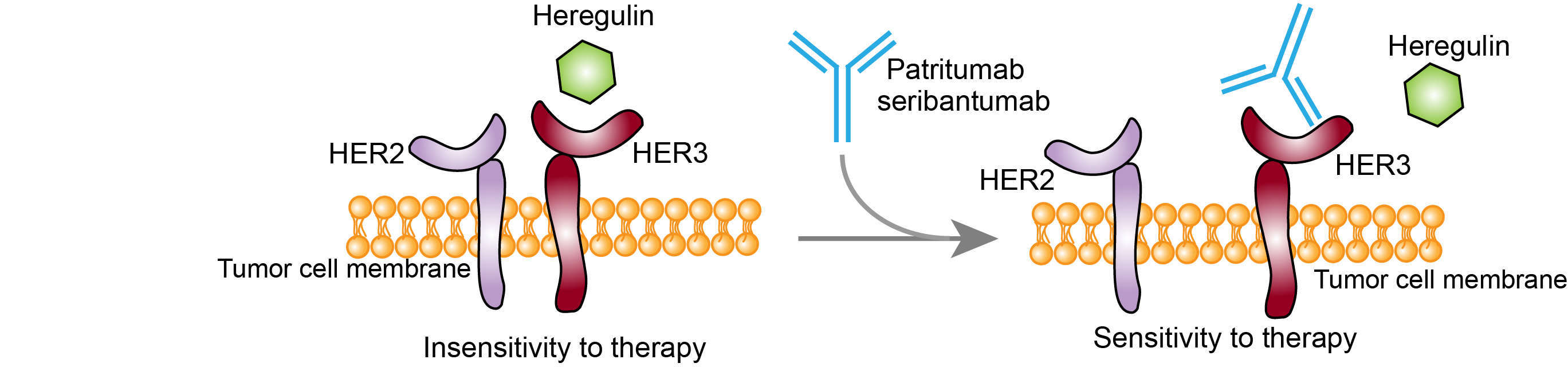 Mechanism of action of Patritumab