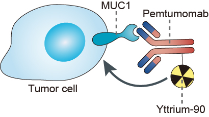 Mechanism of Action of Pemtumomab
