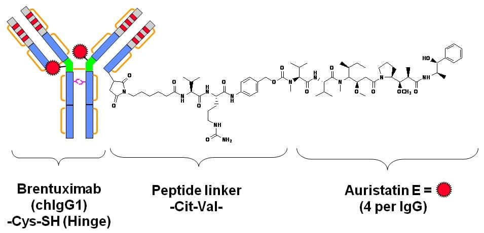 Peptide linkers 