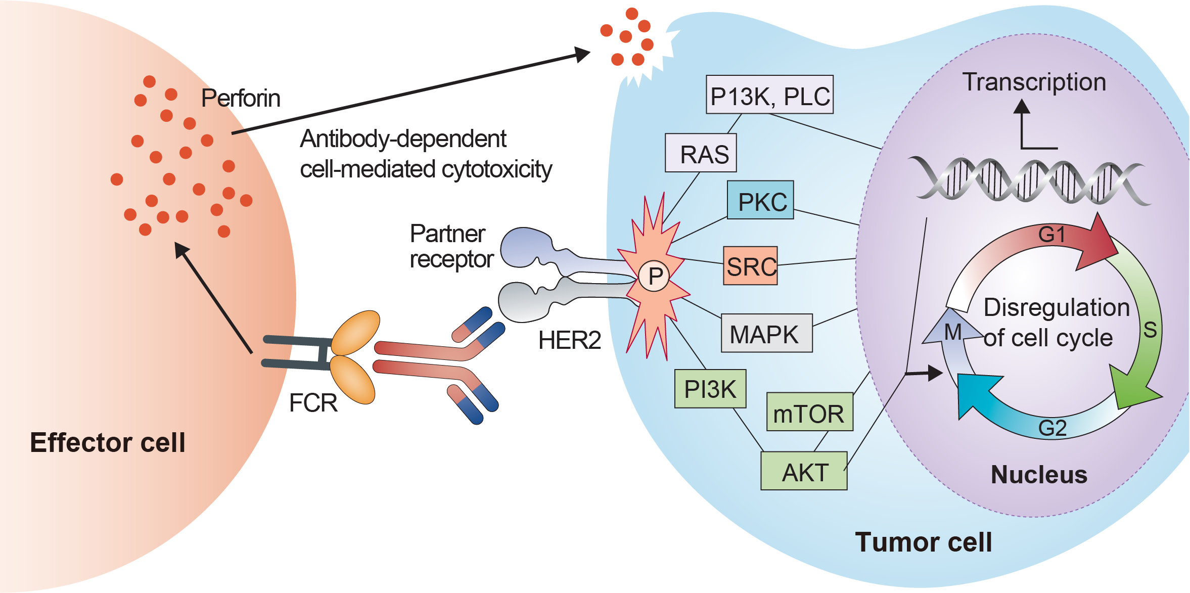 Mechanism of action of Pertuzumab