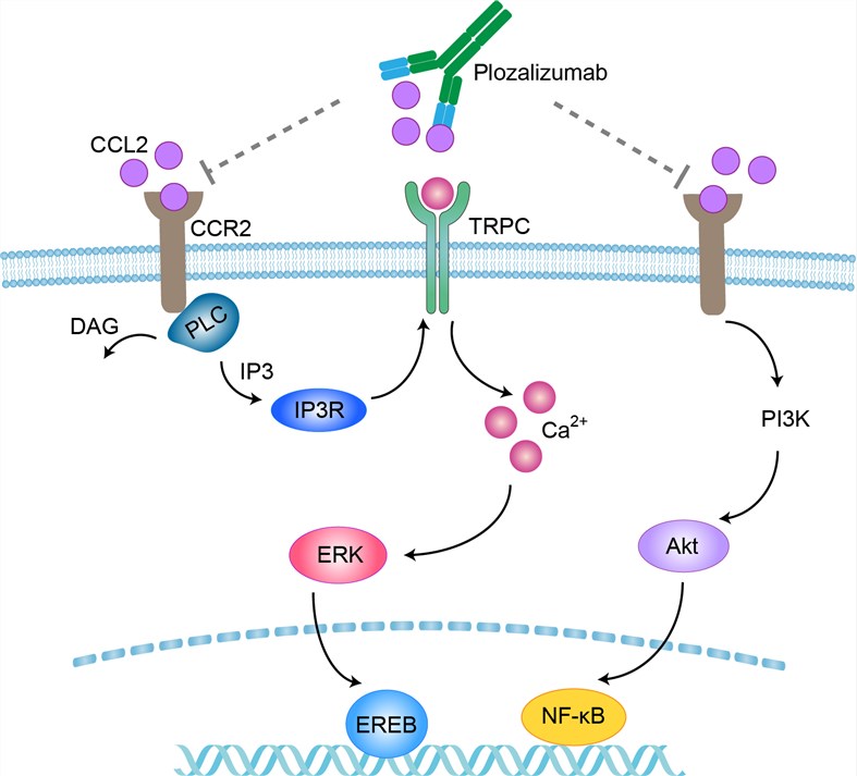 Mechanism of Action of Plozalizumab