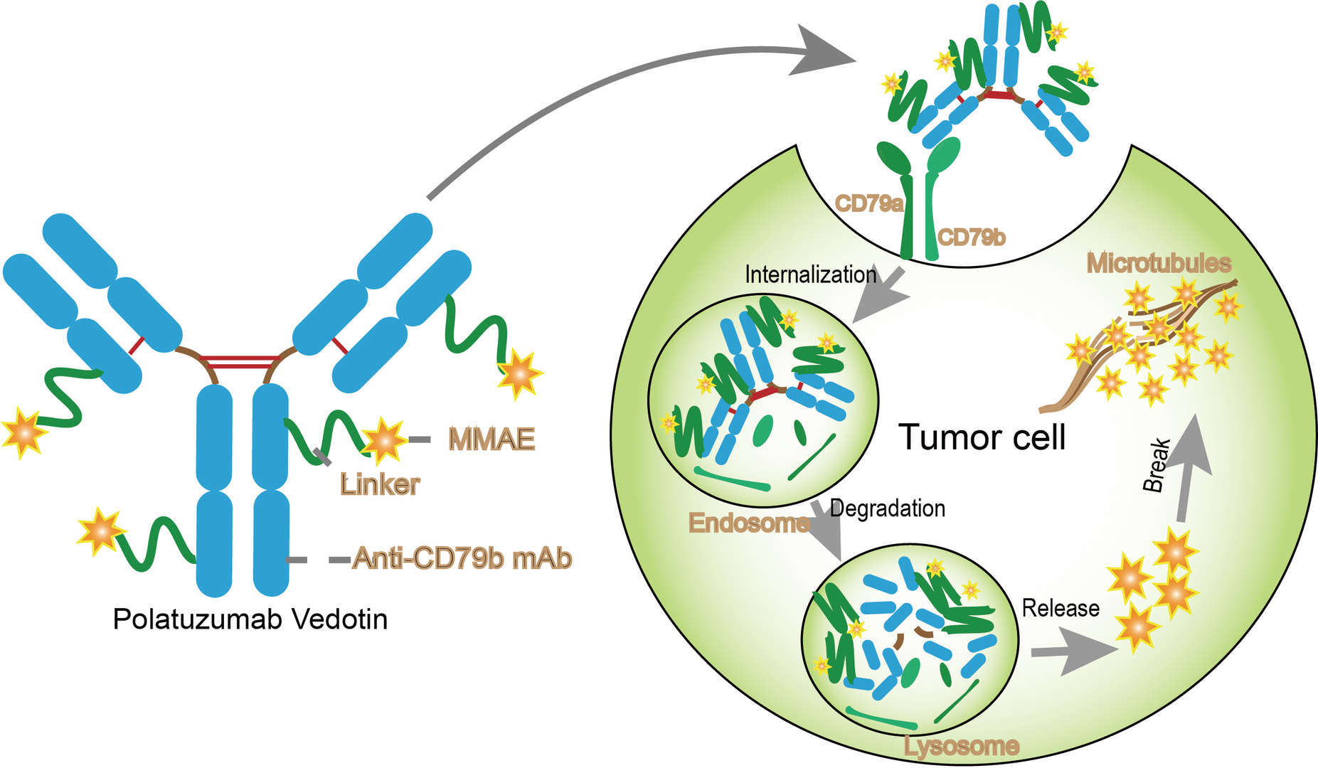 Mechanism of Action of Polatuzumab vedotin