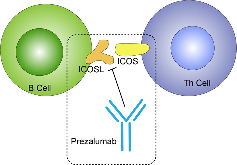 Mechanism of Action of Prezalumab