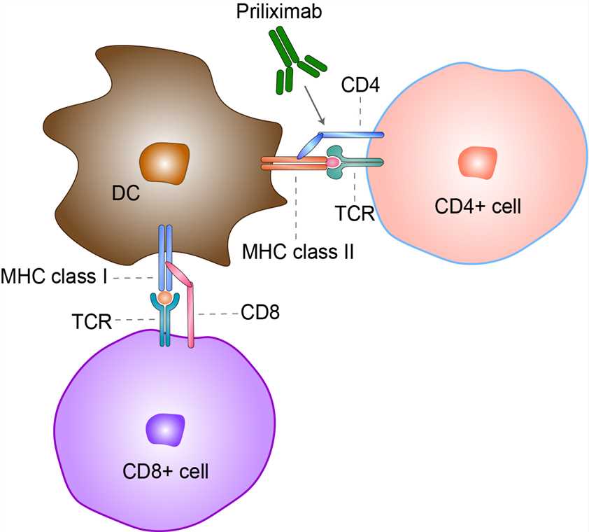 Mechanism of Action of Priliximab