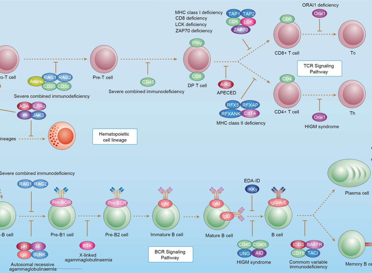Primary Immunodeficiency Overview - Pathways, Diagnosis, Targeted Therapies