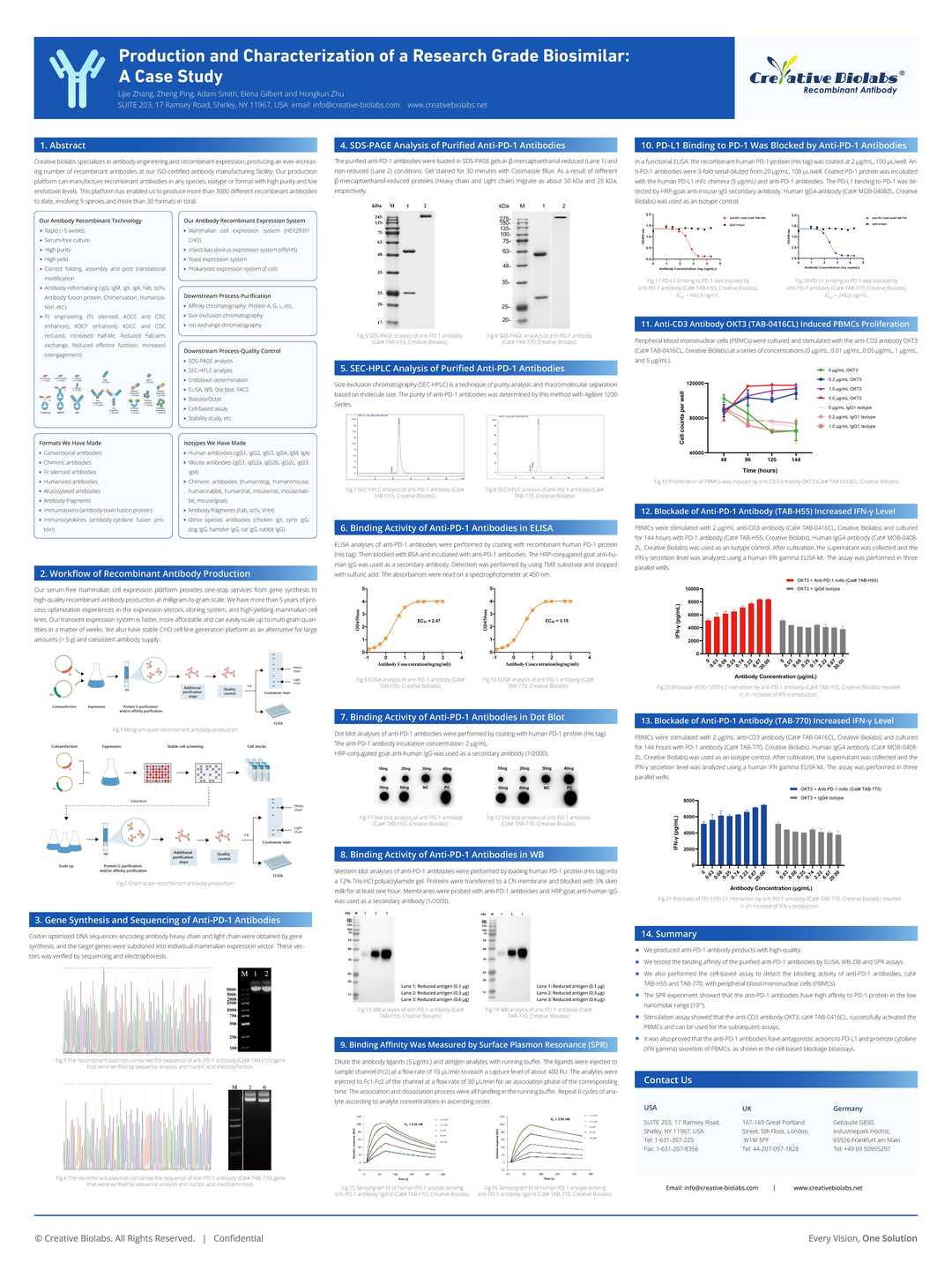Figure 1 Anti-HBV Recombinant Antibody (TAB-147) in SDS-PAGE