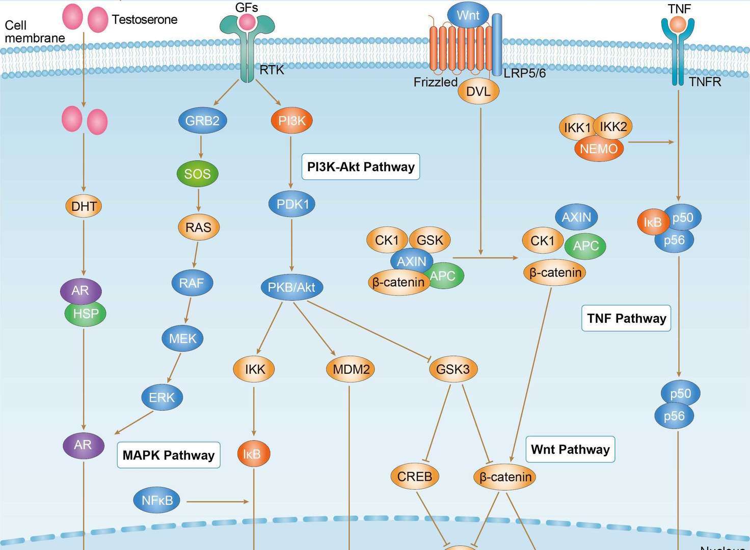 Prostate Cancer Overview - Pathways, Diagnosis, Targeted Therapies