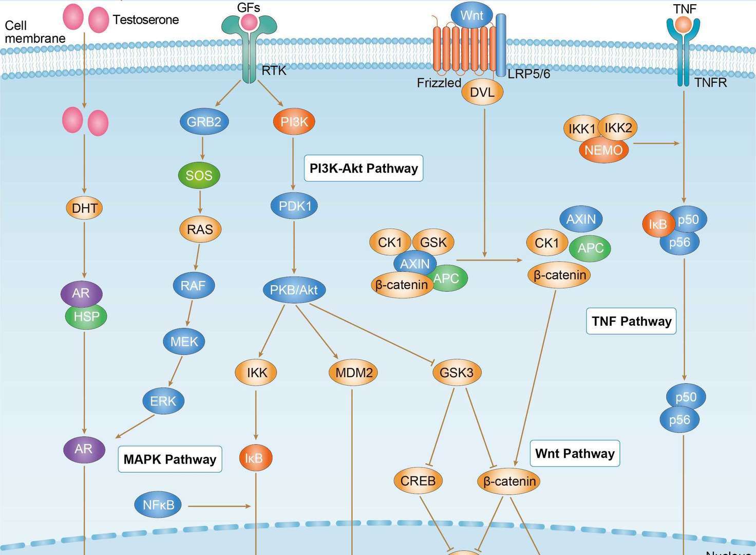 Prostate Cancer