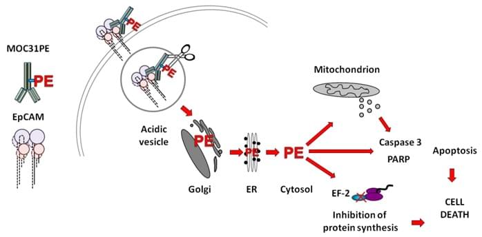 Protein toxins