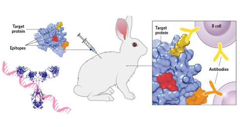 Rabbit Monoclonal Antibody - Creative Biolabs