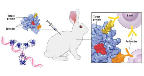 Rabbit Monoclonal Antibody