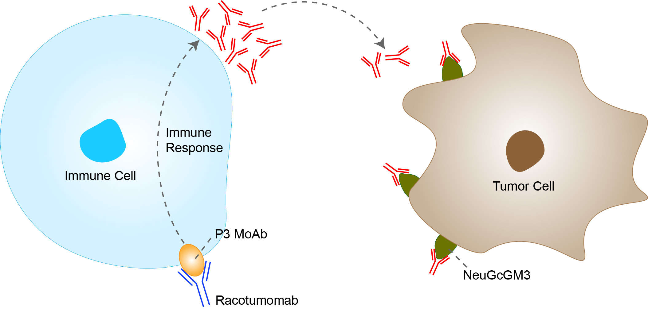 Mechanism of action of Racotumomab