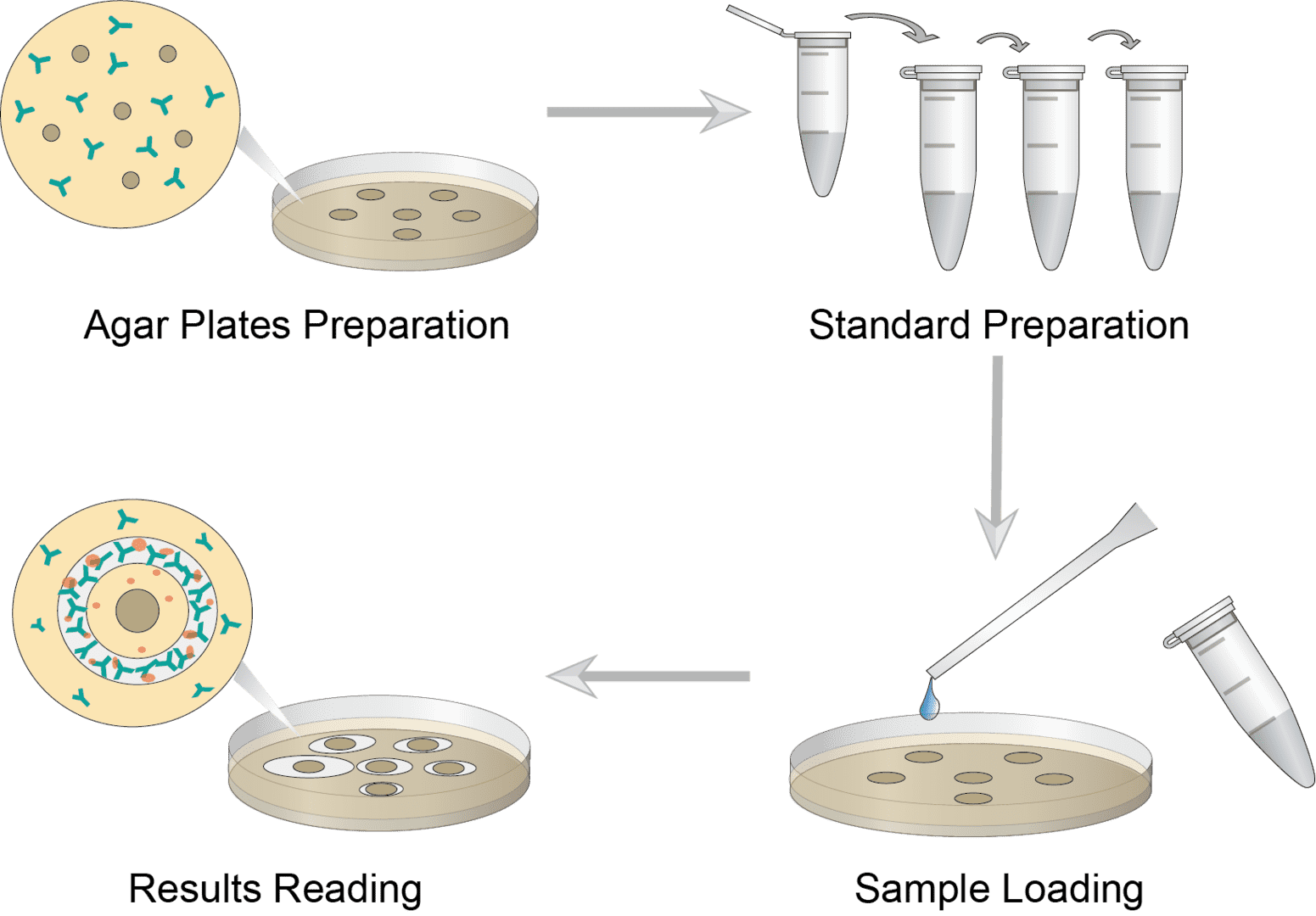 Radial Immunodiffusion