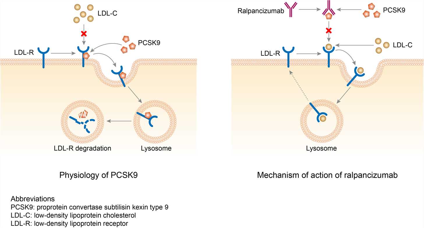 Mechanism of Action of Ralpancizumab