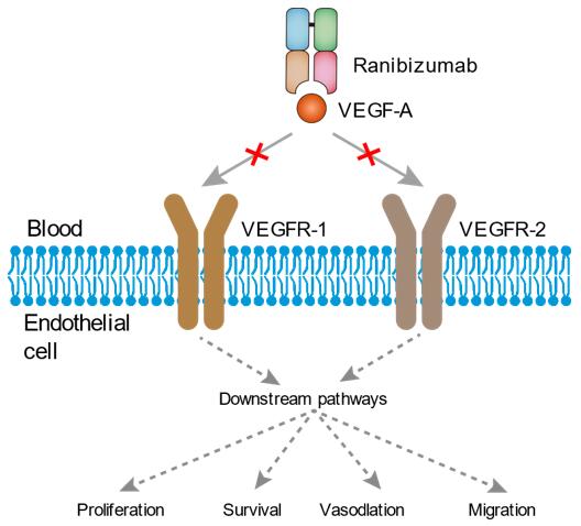 Mechanism of action of Ranibizumab
