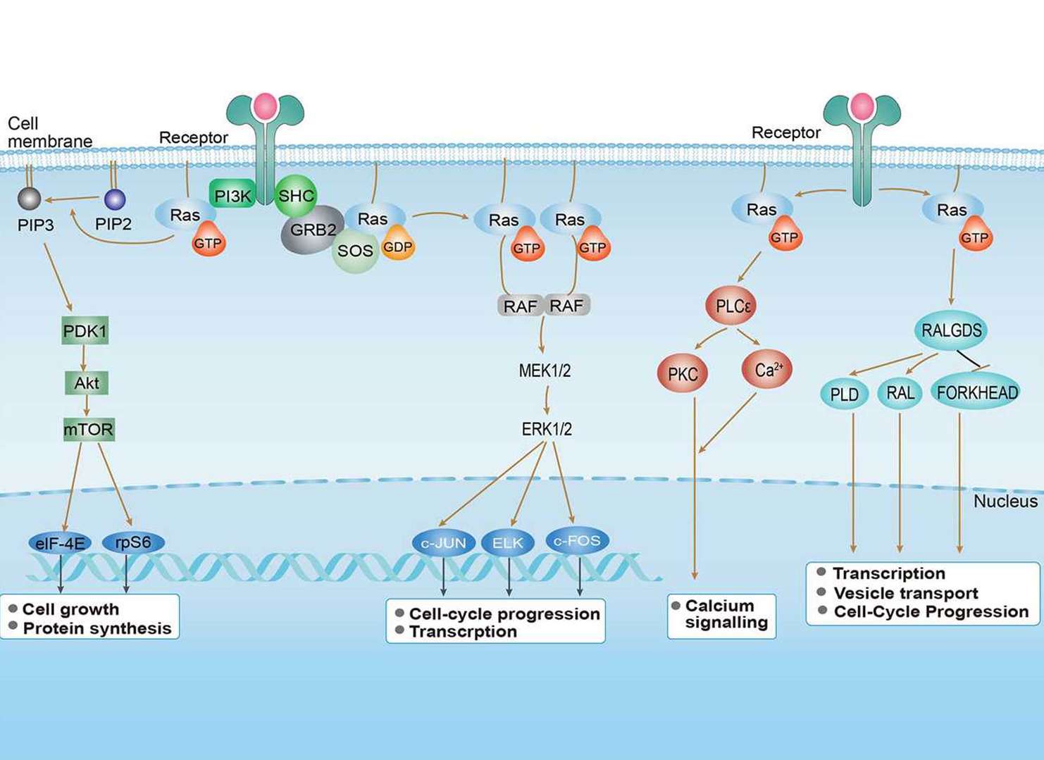 Ras Signaling Pathway