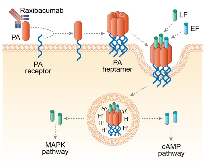 Mechanism of action of Raxibacumab