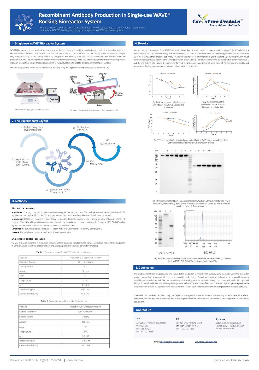 Figure 1 Anti-HBV Recombinant Antibody (TAB-147) in SDS-PAGE