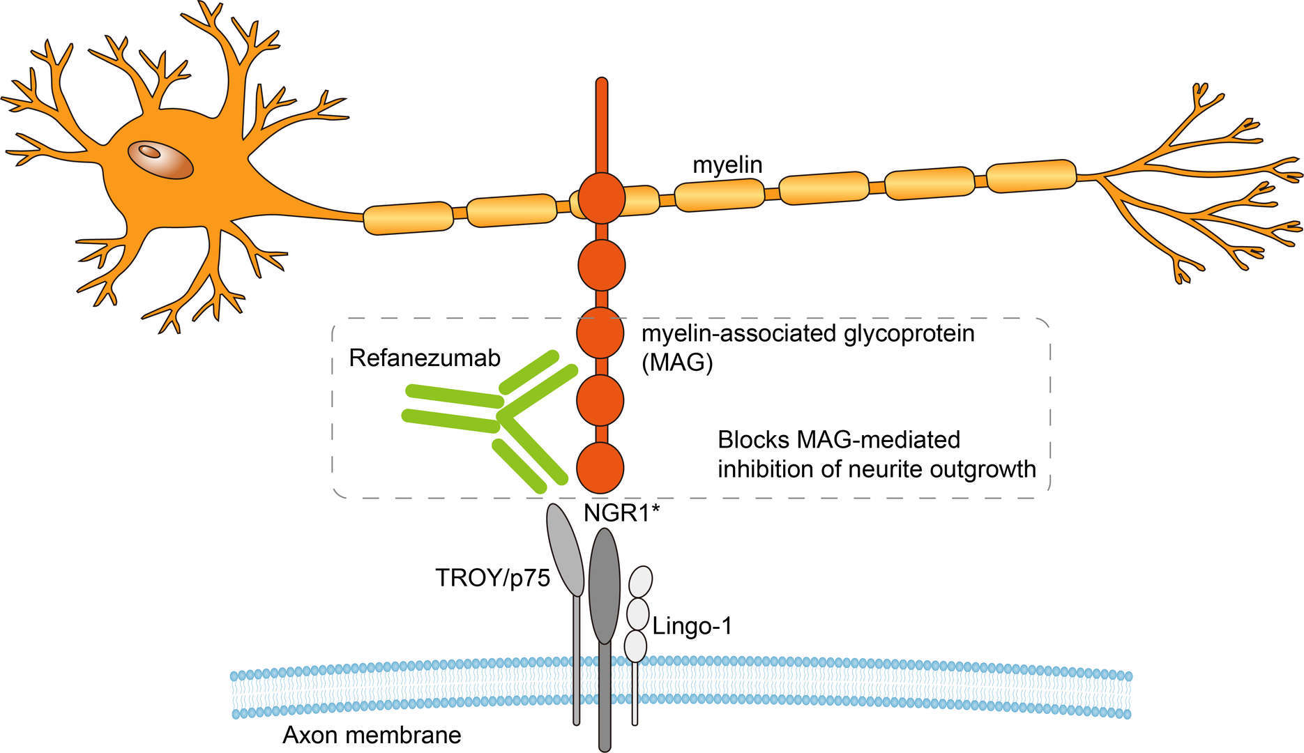 Mechanism of Action of Refanezumab